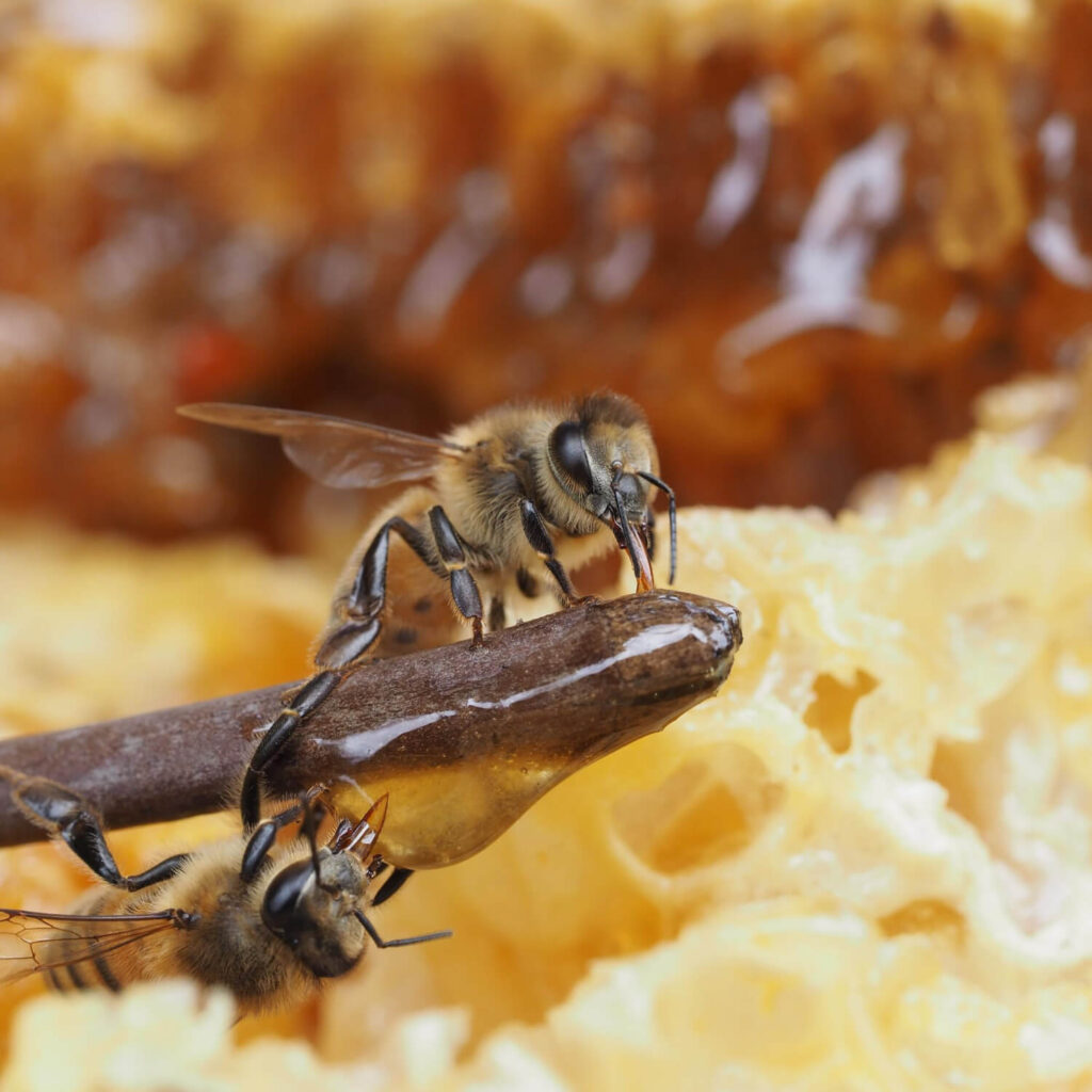 Apitoksyna ukryta w naaturze, poznaj jad pszczeli